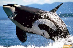 Kotatka - rodzina wielorybów delfinów